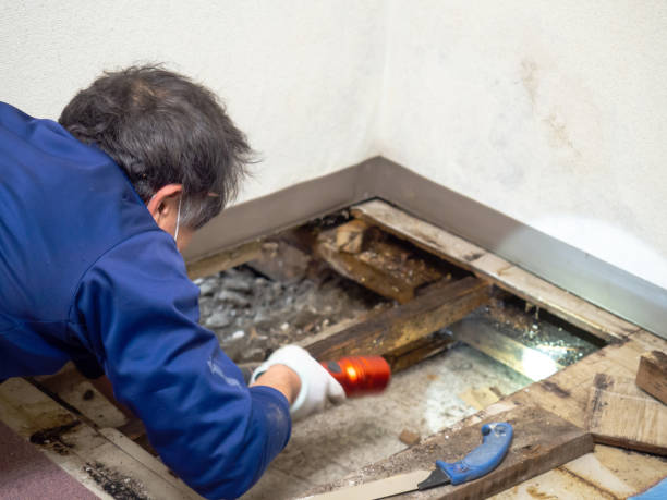 Best Water Damage Restoration  in Mathis, TX