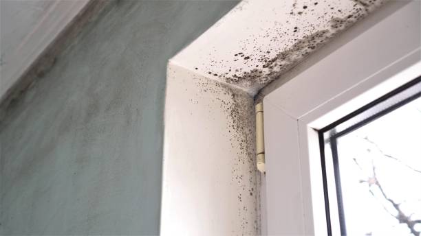 Best Home Mold Removal  in Mathis, TX