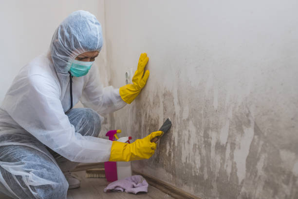 Best Mold Damage Repair  in Mathis, TX