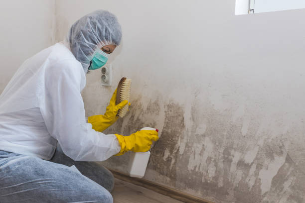 Best Local Mold Removal Service  in Mathis, TX