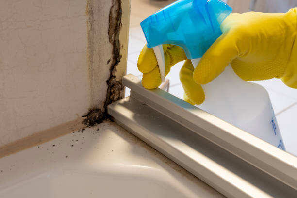 Mold Removal Process in Mathis, TX