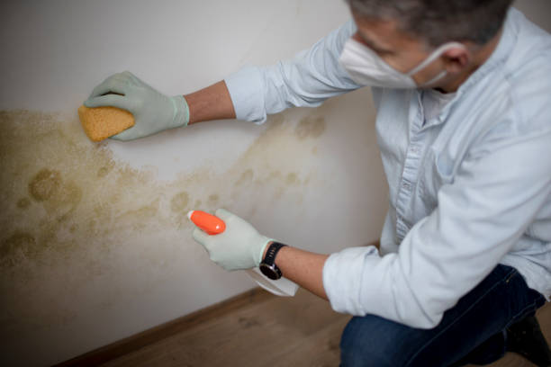 Best Same-Day Mold Removal  in Mathis, TX