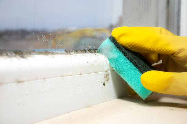Best Fast Mold Removal  in Mathis, TX