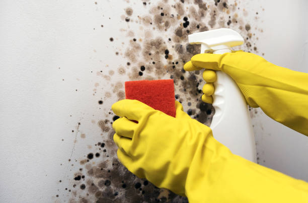 Best Fast Mold Removal  in Mathis, TX