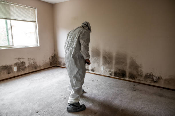 Best Toxic Mold Removal  in Mathis, TX