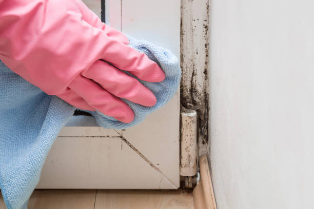 Professional Mold Removal in Mathis, TX