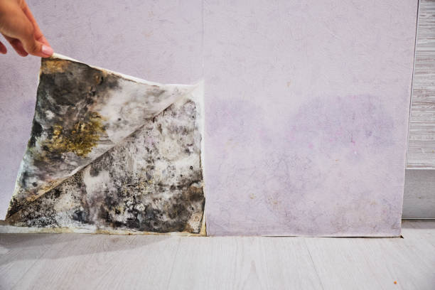 Best Same-Day Mold Removal  in Mathis, TX